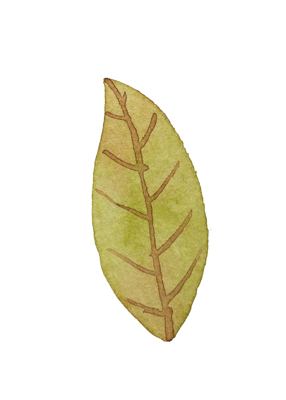 Leaf