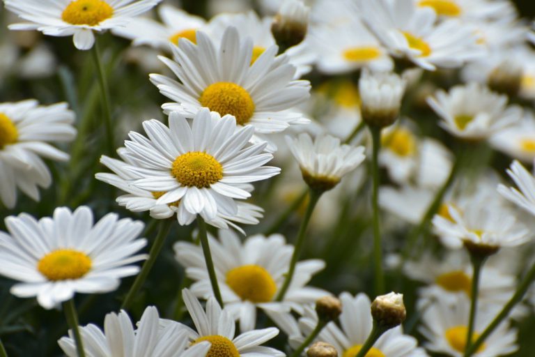daisies, flower wallpaper, flower meadow, bloom, summer, meadow marguerite, flower background, flower, garden, blossoms, petals, spring, beautiful flowers, plant, flora, white, nature